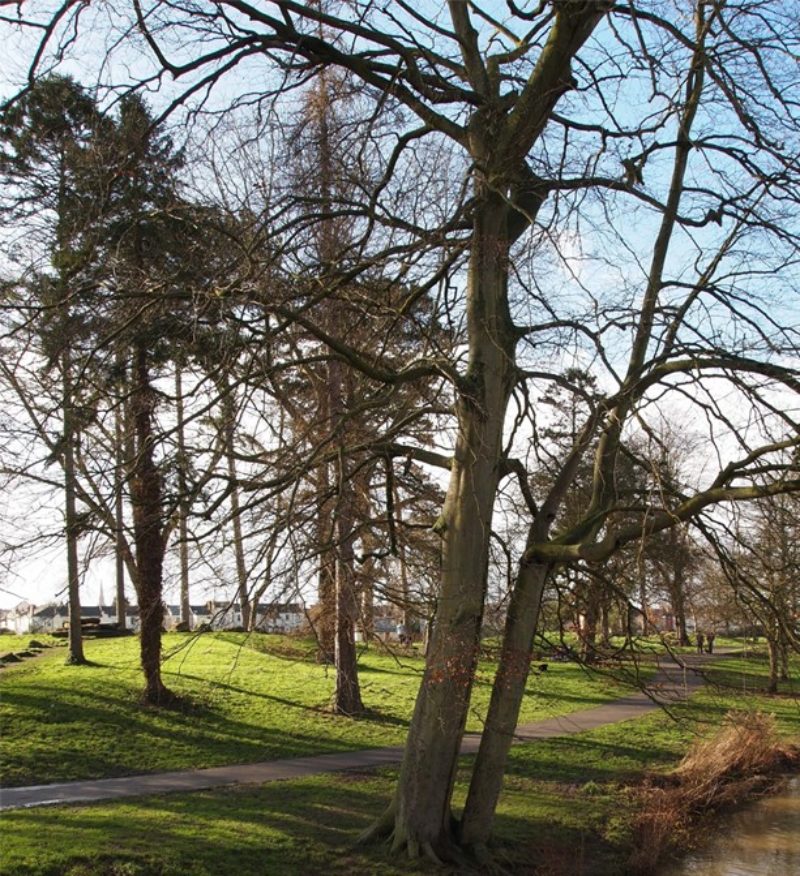 Trees in Pittville Park